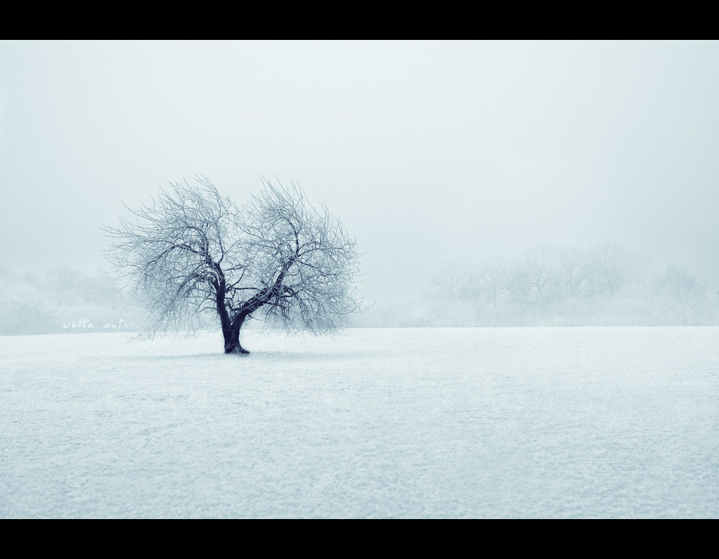 Day 179, 179/365, Project 365, white out, whiteout, tree, field, lonely, snow, ice, white, blue, bluish,