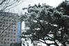 Snow in Seoul