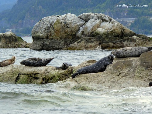 Seal colony in Howe Sound, Vancouver