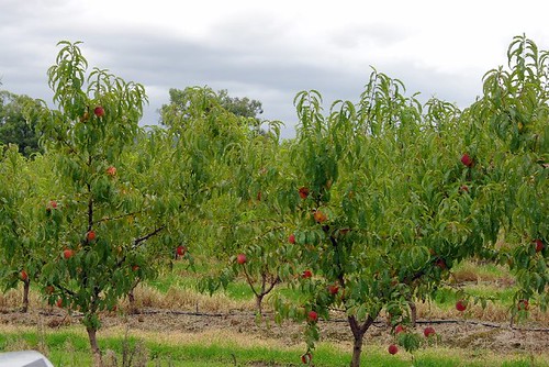 rayners fruit orchard 1