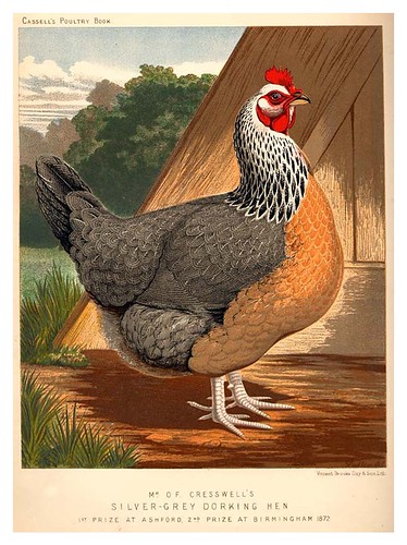 014-The illustrated book of poultry. With practical scheduals…1890-Lewis Wright