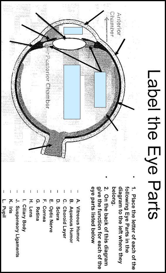 Eye Diagram With Labels And Functions - Aflam-Neeeak