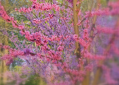 spring remains a memory ... of colors por Brian (aka treehugger_007 )