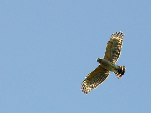 Red-shouldered Hawk 2-20110313