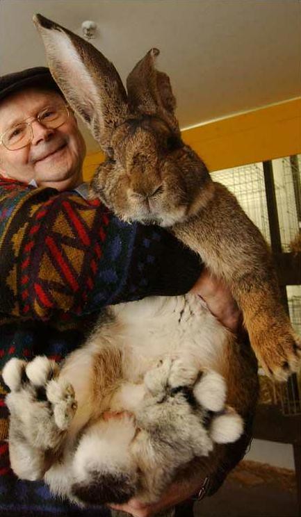 giant bunny