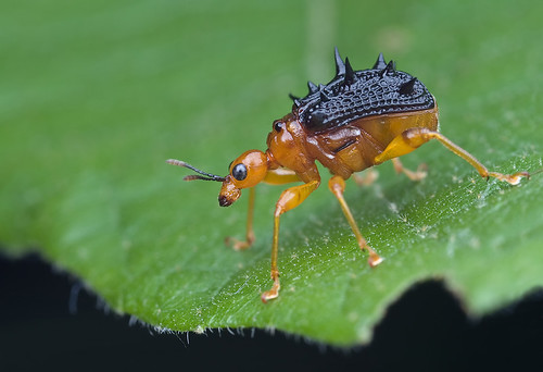 macro photography blog spiny spiky giraffe weevil /long necked beetle IMG_8642 copy