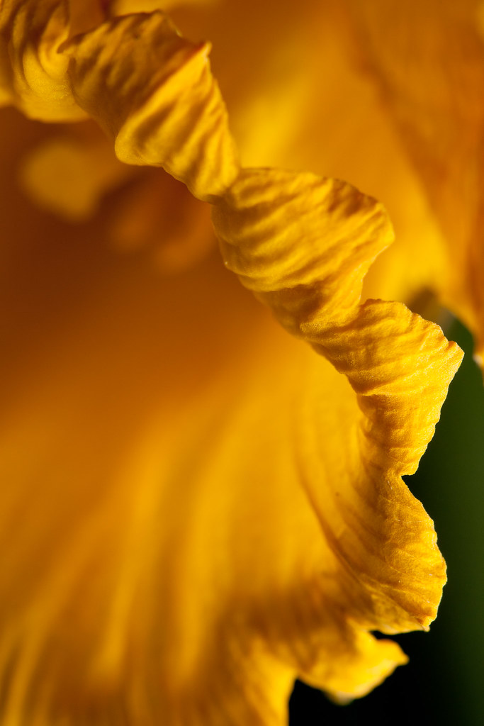 Daffodil Wrinkles