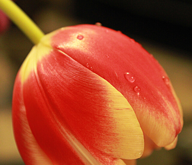 tulip.