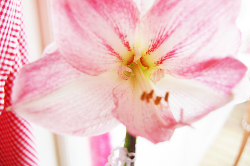 Late bloomer is beautiful, photo by iHanna