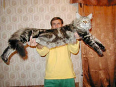 Огромные Коты Фото