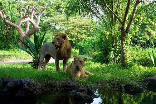 就是這些獅子陪我們吃早餐!