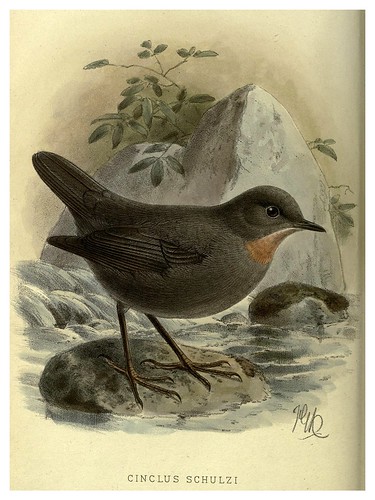 019-Mirlo acuatico-Argentine ornithology…1888- William Henry Hudson y Philip Lutley Sclater