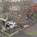 Old Kwik Save site on Holker Street covered in litter