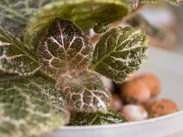 Episcia 'Jim's Patches' - New Growth