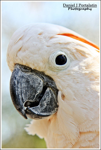 Moluccan Cockatoo (Headshot)
