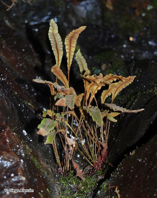 Vista de las hojas rígidas del helecho <i>Elaphoglossum fonkii</i>  donde se aprecia el envés de sus frondes u hojas.