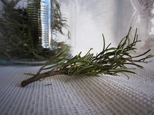 A twig of rosemary