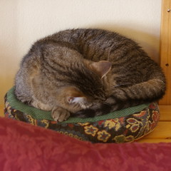 Mavis the cat-cushion