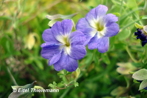 Flores de pajarito azul <i>Tropaeolum azureum</i>  con sus característicos 5 pétalos subespatulados, el cáliz verde y el espolón propio de esta especie.