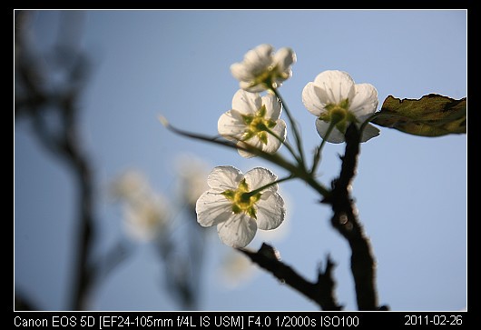 20110226F1梨花