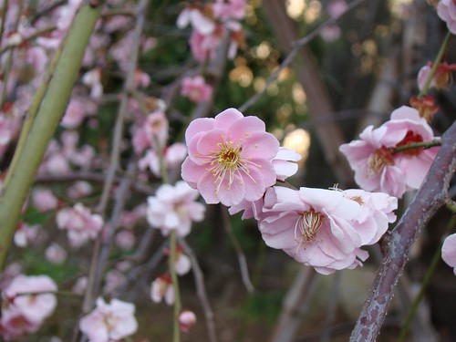 A Perfectly Formed Plum Blossom by Rekishi no Tabi