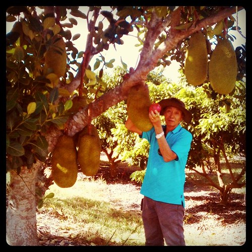 dad in his orchard with jackfruit and a teensy dragon fruit