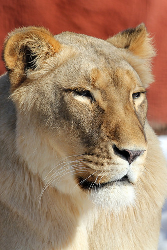 Beautiful lioness