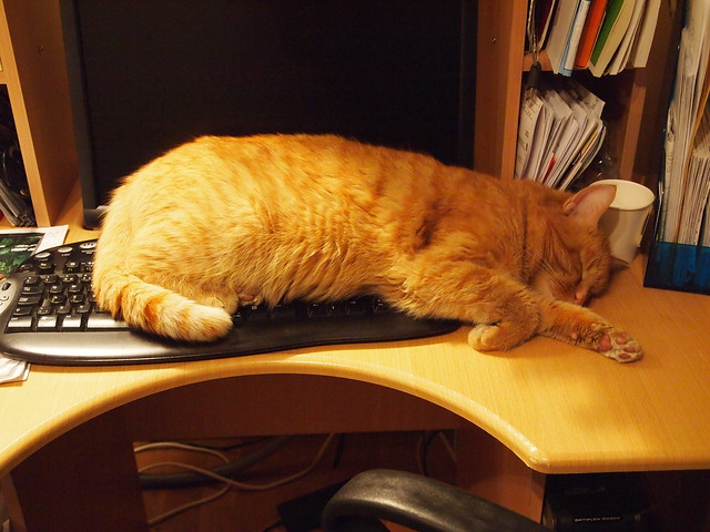Keyboard cat says KLKLKLKLKLKLKLKLKLLLLLLLLLLLLLLLLLLLLLL