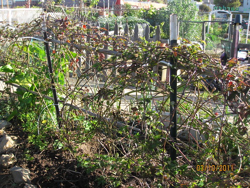 boysenberry fence