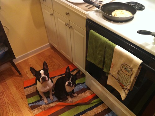 the dogs always want to sit under frying stuff