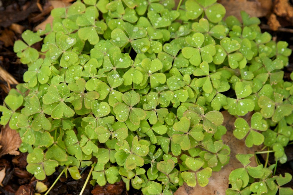 oxalis March 12, 2011