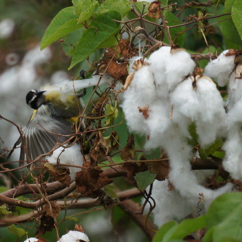 Bananaquit getting cotton for nest