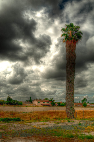 HDR - Clouds and Palm Tree