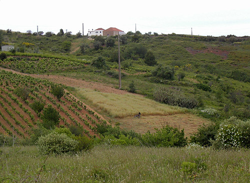 Rutas del vino por Extremadura