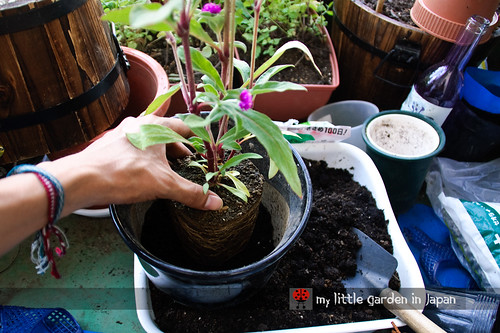 How-to-plant-in-a-container-3