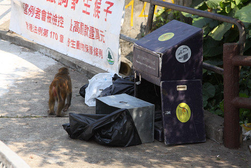 Monkeys digging through a roadside rubbish bin
