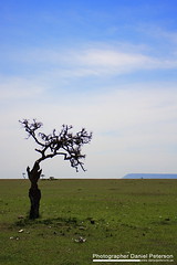 Mara, Kenya