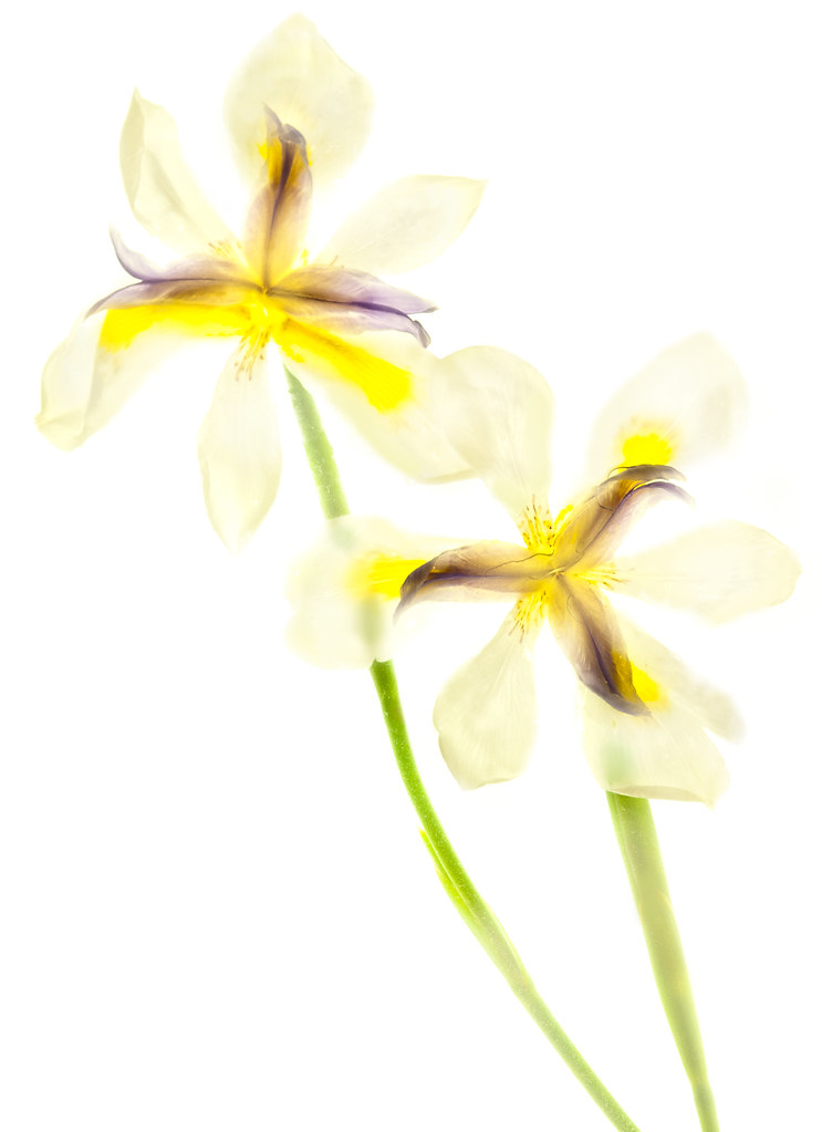 White Iris © Harold Davis