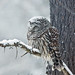 Barred Owl-snowstorm, sleepy