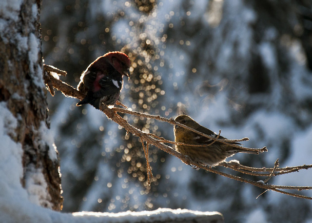 White-winged Crossbill Pair