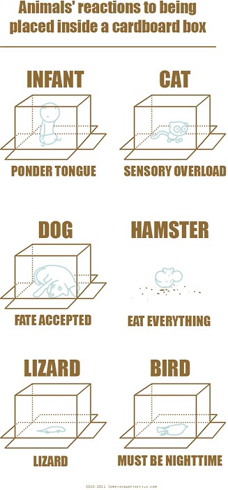 Animals reactions to being place inside a cardboard box
