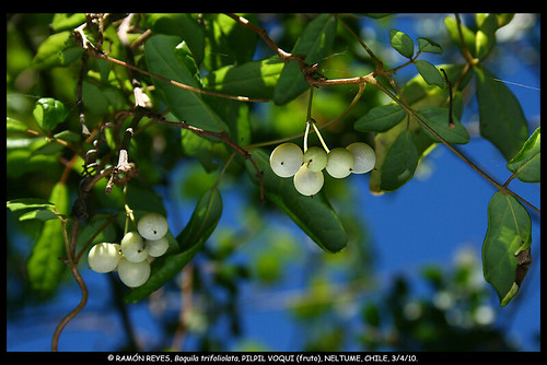 Frutos maduros del voqui pil-pil (<i>Boquila trifoliolata</i>), creciendo en Neltume, Regin de la Araucana.