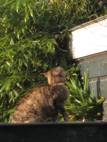 Babette on the roof