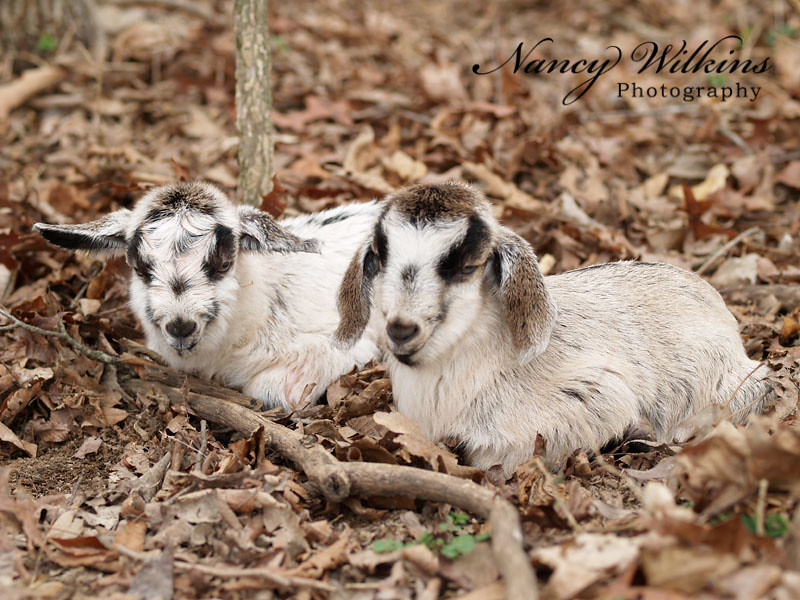 56/365 baby goats