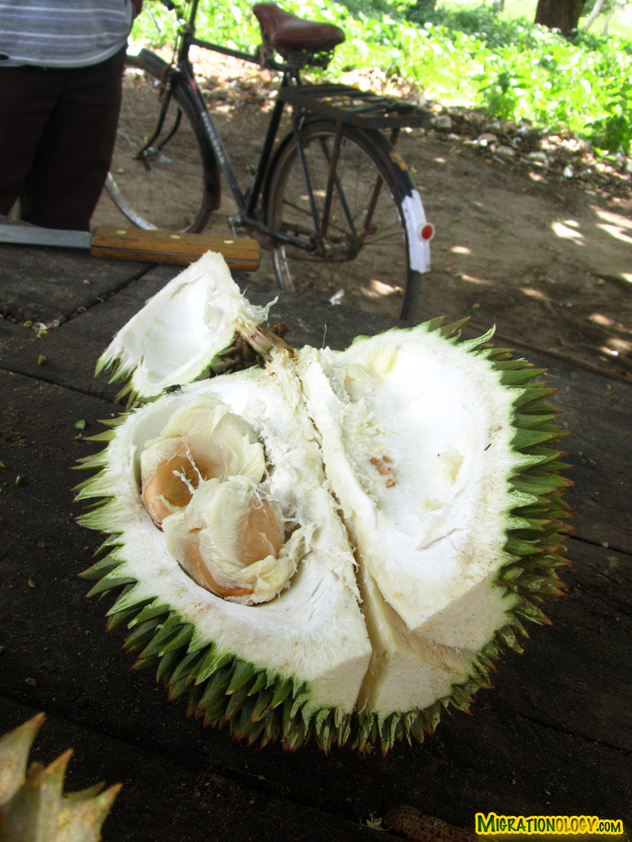 durian-in-zanzibar
