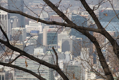Seoul Behind the Tree (IMG_2814)