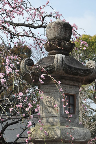 Plum Blossoms and Old Lanterns