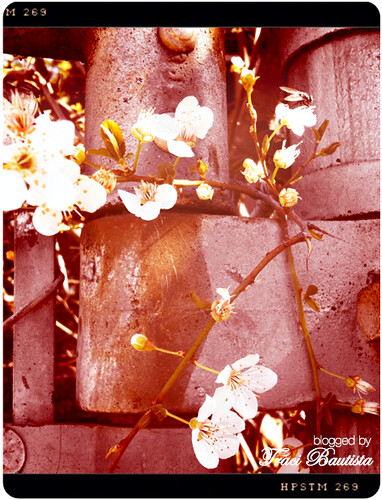 photo of sakura