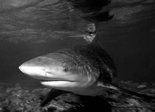 bull shark attack lake michigan. ull shark (Bamp;W)