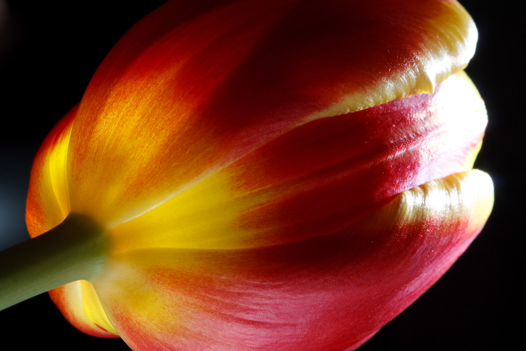 Tulip Portrait #2